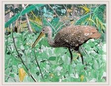 SoulliereJohn-Limpkin-sj. Soulliere, 