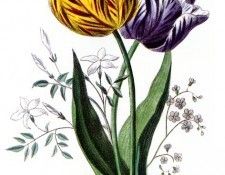 Barbara Milo Ohrbach - A Token of Friendship 18, De. Ohrbach,  Milo