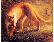 bs-na- Jay J Johnson- Cougar Walk. �������, ���� J