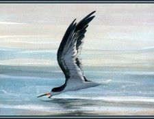 D50-AWE127-RB-Skimmer 3. Bansemer, ������