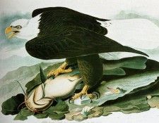 Audubon John James The Bald Headed Engle From Birds Of America. Audubon,  