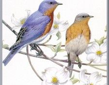 ButlerMurrell-EasternBluebird-sj. , Murrell