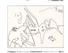 Oz AGls074 Tony Oliver Hooded Parrot Key. ������, ����