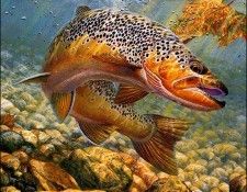 bs-na- Mark Sussino- Duped- Brown Trout. Sussino, 