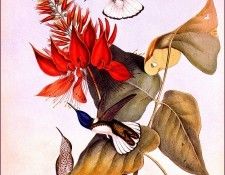 bs-na- H C Richter- Vervain( Little Humming- Bird). ������, HC