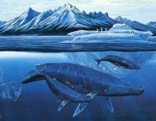 kb Nelson RL Antarctic Humpbacks. ,  