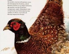 Poortvliet Vliet Nature 379 Sun. Poortvliet, �����