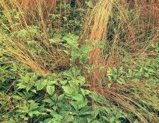 art 733. ������, �����