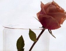 Maria Robledo - Toscanini Rose, De. , 