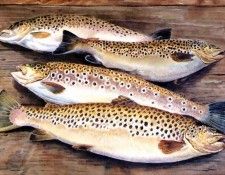 waters edge csg009 four test trout. , 