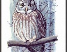 Fuertes-LouisAgassiz BorealOwl-sj. ,  F