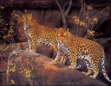 bs-na- Kim Donaldson- Leopard Rock. , 