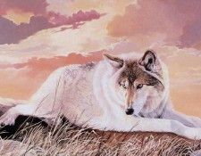 kb Estes Trudy-Sun Wolf-Earth Bound. , 