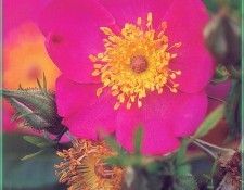 HeritageRoses Rosa Carolina-WeaISC. , Saxon