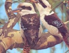 Oz AGls009 Ego Guiotto Laughing Kookaburra Painting. Guiotto, 