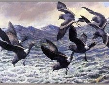 43653. Tunnicliffe, 