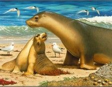 pa KevinStead 09 AustralianSeaLion. , 