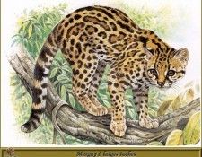 PO pfrd 100 Margay  larges taches. Dallet, 