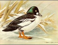 pa BasilEde 69 Goldeneye. , 