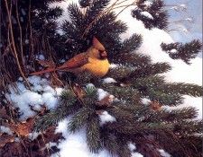 bs-na- Les Didier- Winter Grotto I I. , 