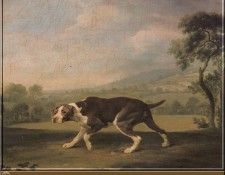 PO HunP 14 G Stubb-Chien doisel. �����, G