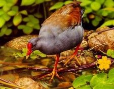pa EgoGuiotto 11 DuskyMoorhen. Guiotto, ���