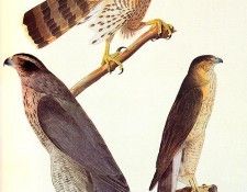 jja 0004 Goshawk and Coopers Hawk 1810 sqs. Audubon, ���� ������