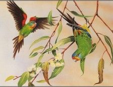 pa EricShepherd AP2004 10 SwiftParrots. , 