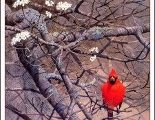 bs-na- Lars Jonsson- Signals Of Spring. , 