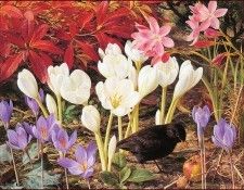 lrsBoothRaymond-AutumnFlowers. ���, �������