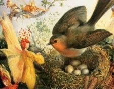 kb Fitzgerald JA-Cock Robin Defending His Nest. ,  Anster
