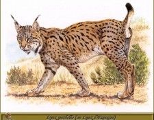 PO pfrd 060 Lynx pardelle ou Lynx dEspagne. Dallet, 