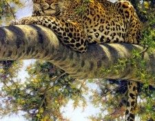 GuyCoheleach EyeToEye ec. Coheleach, ���