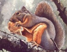 lrs Nice Claudia Douglas Squirrel. , 