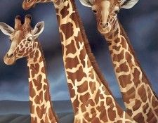 s4-vanishingspecies008-giraffe. , L