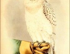 bs-na- Joseph Wolf- Falco Peregrinus. , 