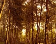 Lamoriniere Jean-Pierre-Francois Bois De Trembles Au Bord Du Canal. Lamoriniere, ���-���� �������