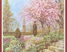 ParsonsBeatrice CherryBlossom-We (f092). , 