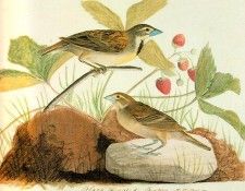 jja 0003 Black Throated Bunting [ Dickcissel ] sqs. Audubon,  