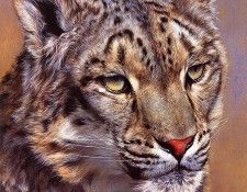 lrs-AldrichEdward-SnowLeopardPort. Aldrich, 