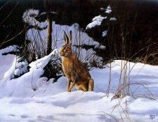 Verstappen Pieter Nature 02 Sun. Verstappen, �����