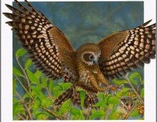 pa AusGeoArt 2003 17 PhilipMcKay BoobookOwl. Guiotto, ���