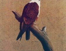 Oz AGls027 Rod Scott Brahminy Kite. �����, Rod