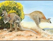 pa AVM ext 09 Moylan ToolacheWallaby. -, K