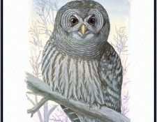 Fuertes-LouisAgassiz Barred-Owl-sj. ,  F