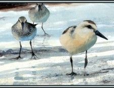 D50-AWE122-RB-Least Sandpipers&Sanderling. Bansemer, 