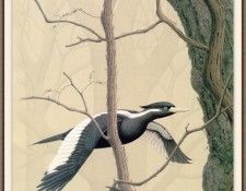 Sj WbZ 26 Ivory-billed Woodpecker 1. , 