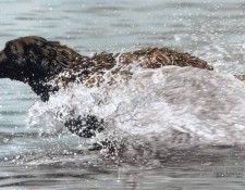 kb Harrison Making Waves. ��������, �����