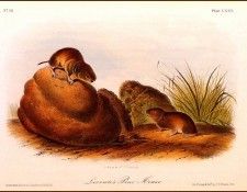bs-na- Audubon- Le Contes Pine Mouse. Audubon, ���� ������