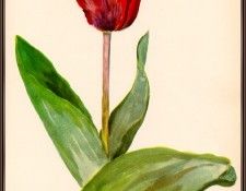 Davids CouleurCardinalTulip(EarlySingle)-sj. 